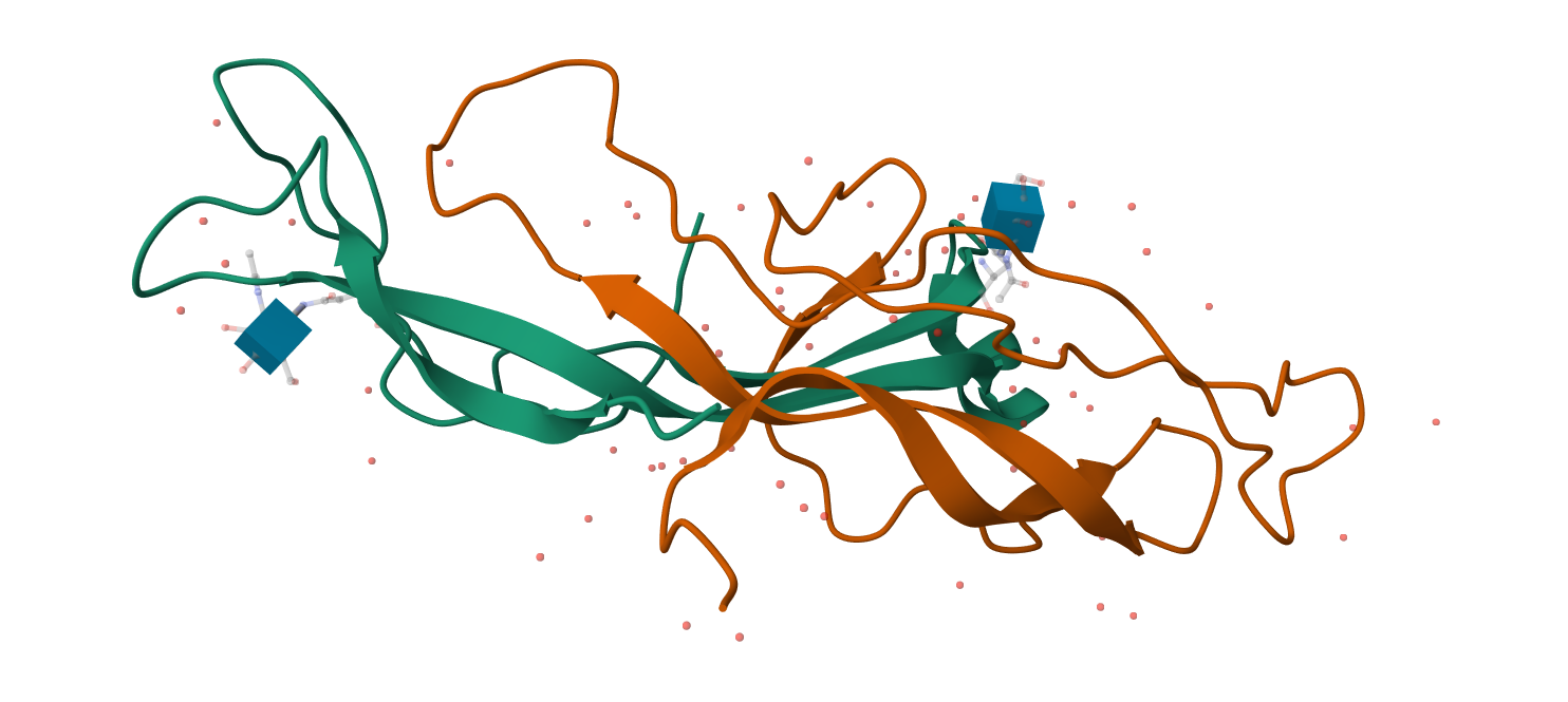 Three-dimensional cartoon model of human chorionic gonadotropin (HCG) showing the heterodimeric glycoprotein hormone — α-subunit non-covalently associated with the β-hCG subunit — based on the 2.6 Å crystal structure deposited as PDB 1HCN (Wu, Lustbader, Liu, Canfield, Hendrickson, 1994).